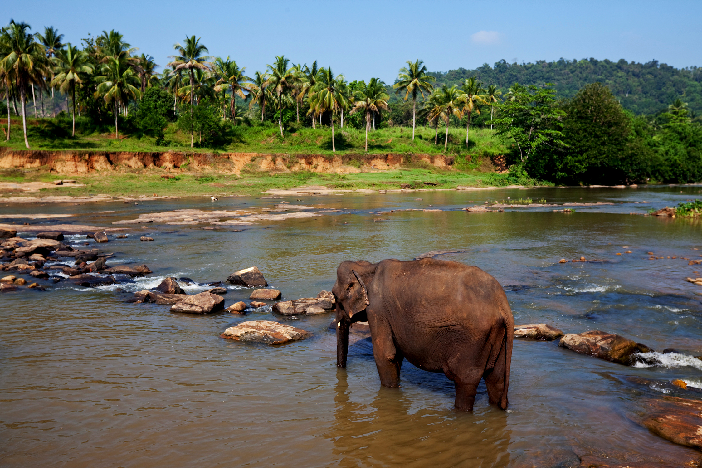One Day Chikmagalur to Dubare Elephant Camp Sightseeing Trip