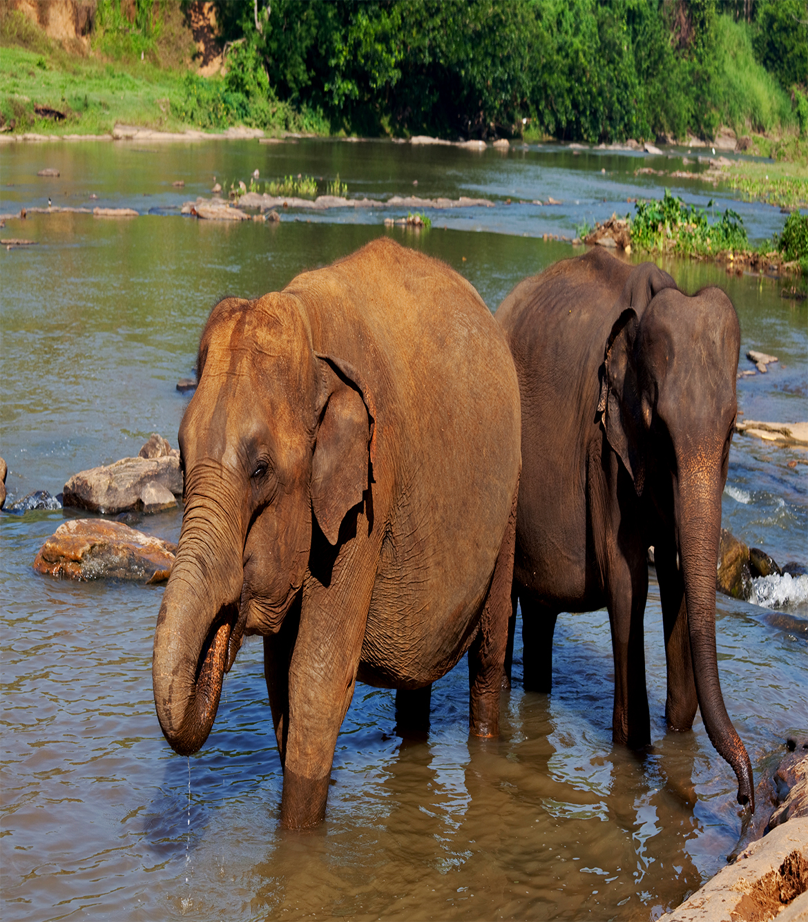 One Day Chikmagalur to Dubare Elephant Camp Sightseeing Trip