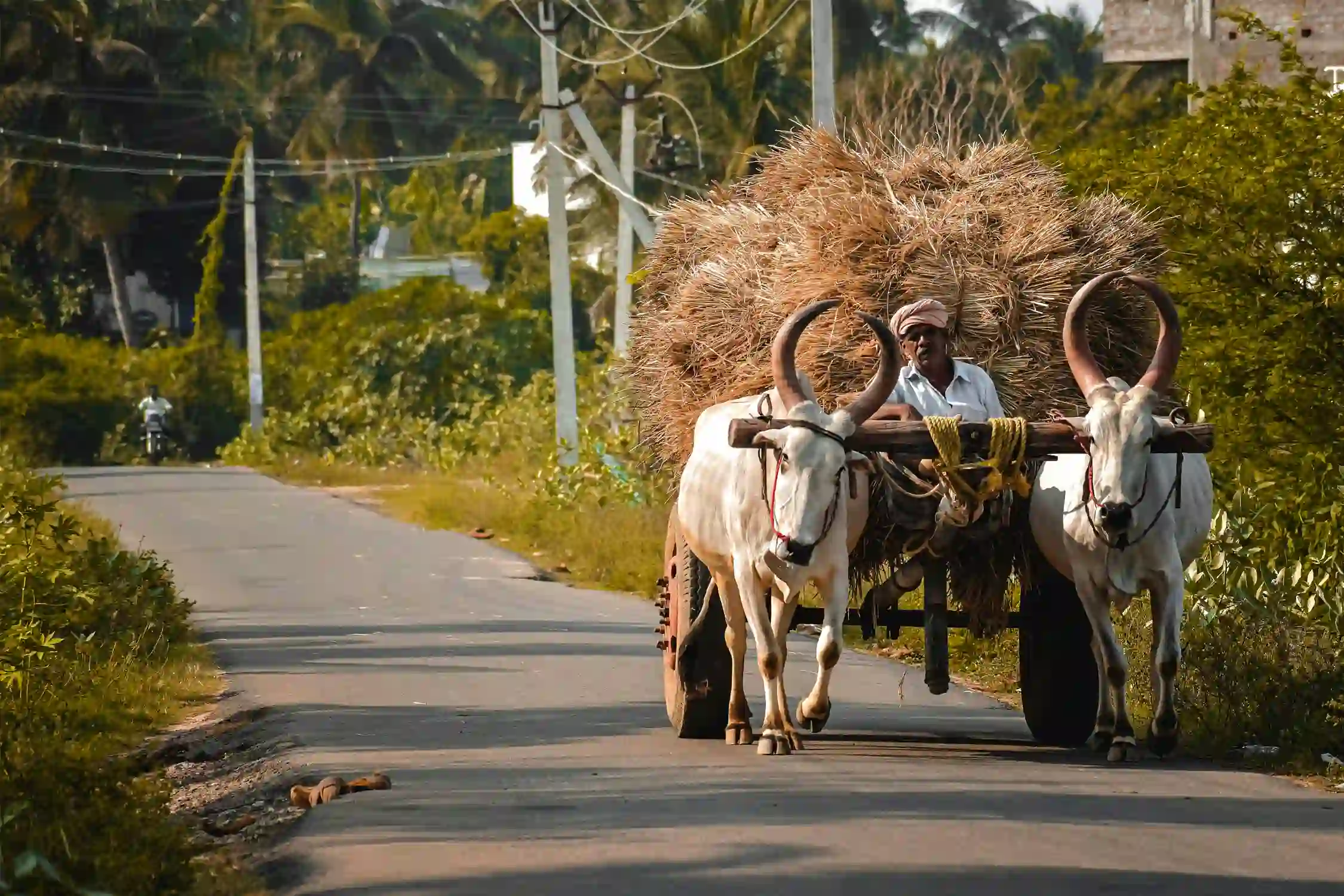 One Day Coimbatore to Palani Trip