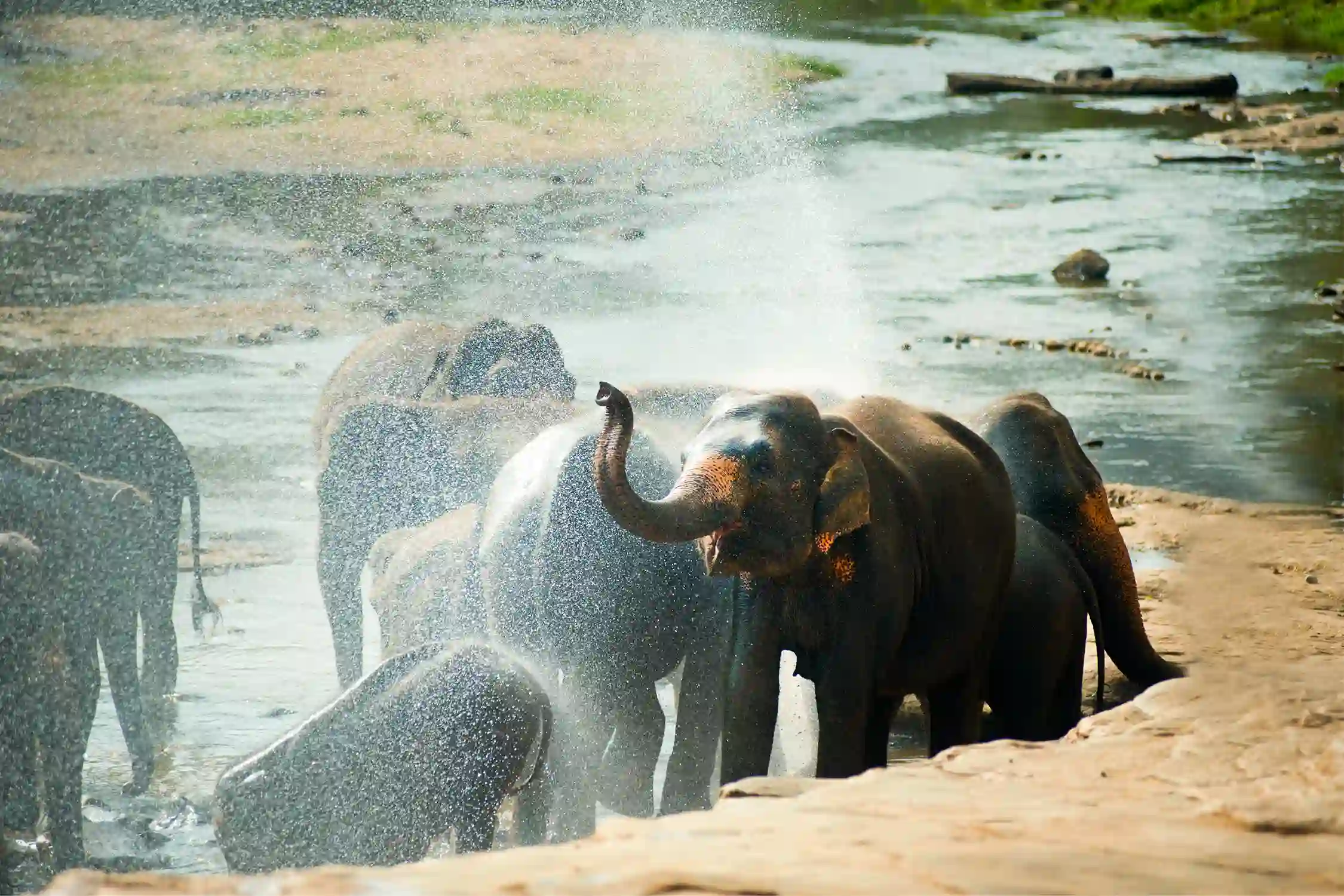 One Day Madikeri to Brahmagiri Wildlife Sanctuary Sightseeing Trip