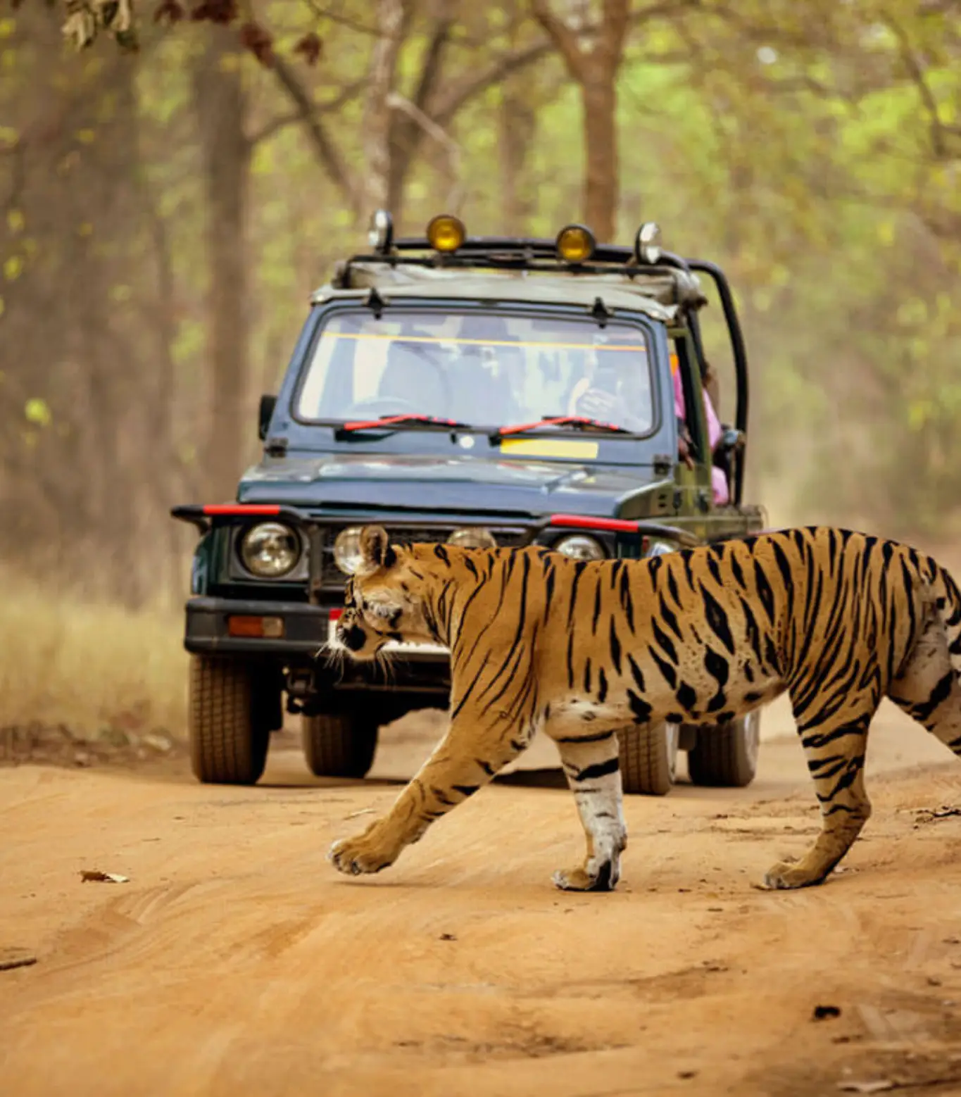 Jeep Safari At Ranakpur In Rajasthan