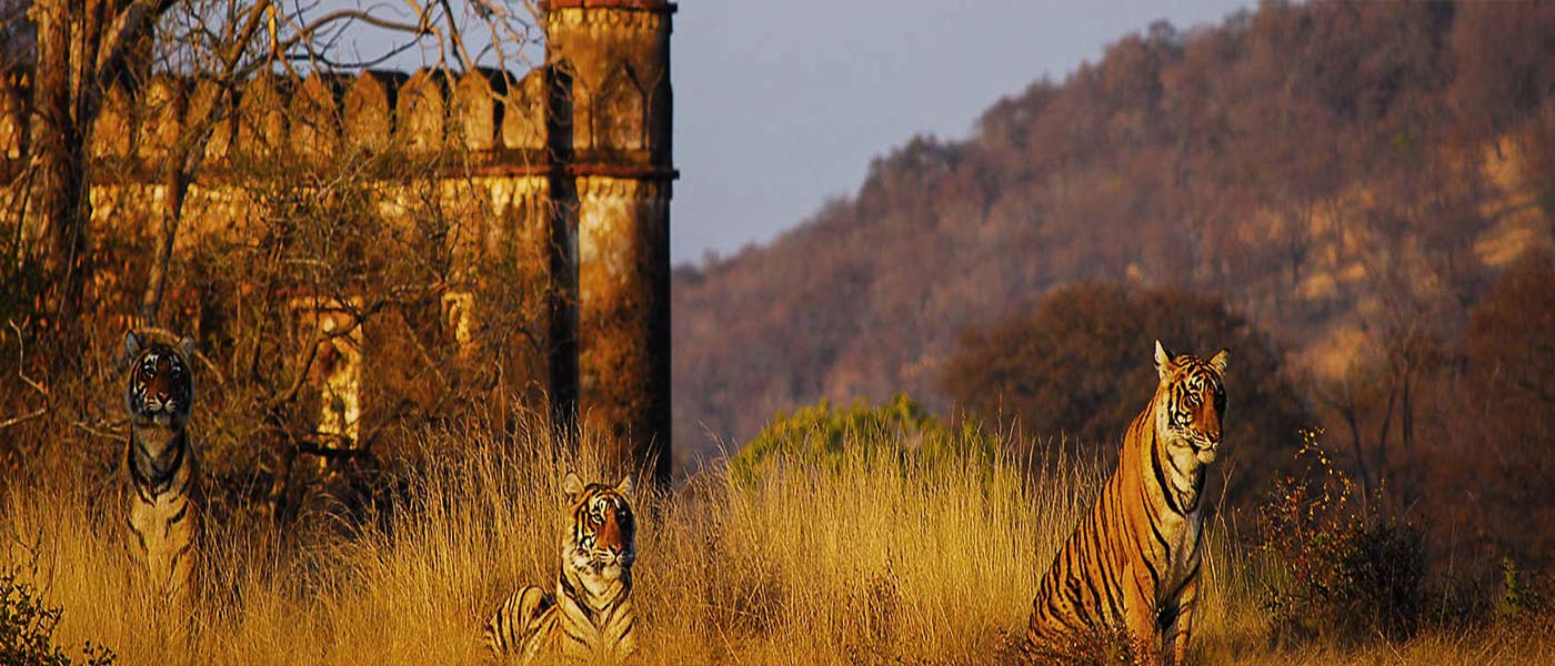 Jaipur Ranthambore Day Tour