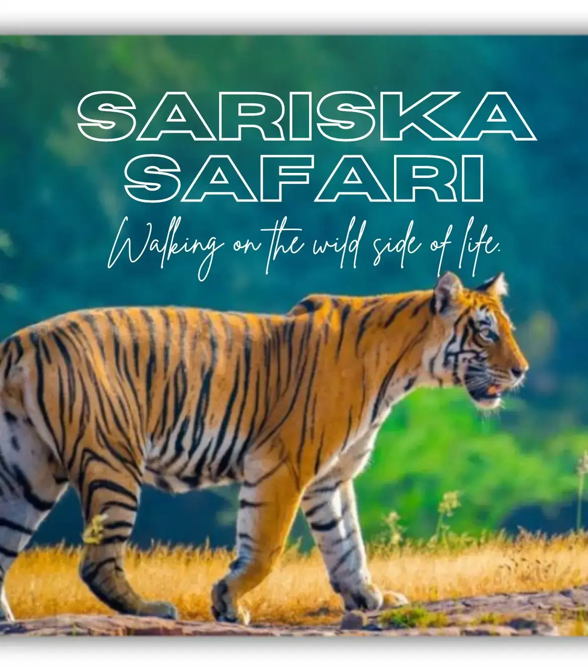 Sariska Safari Booking