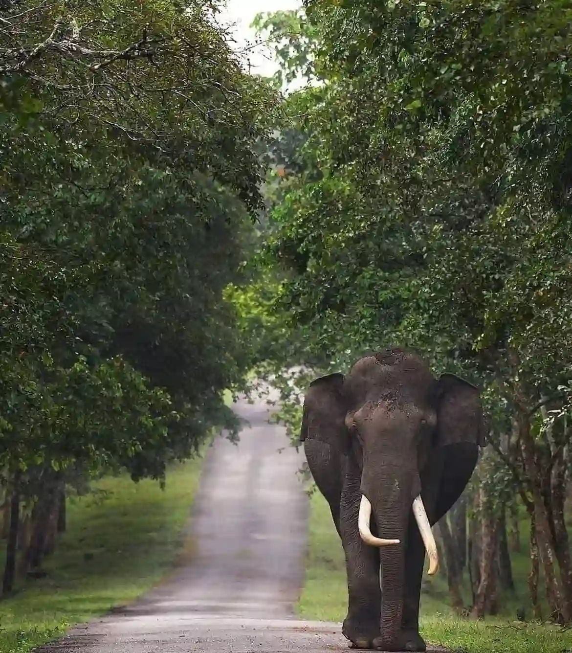 Satkosia Wildlife Tour Packages
