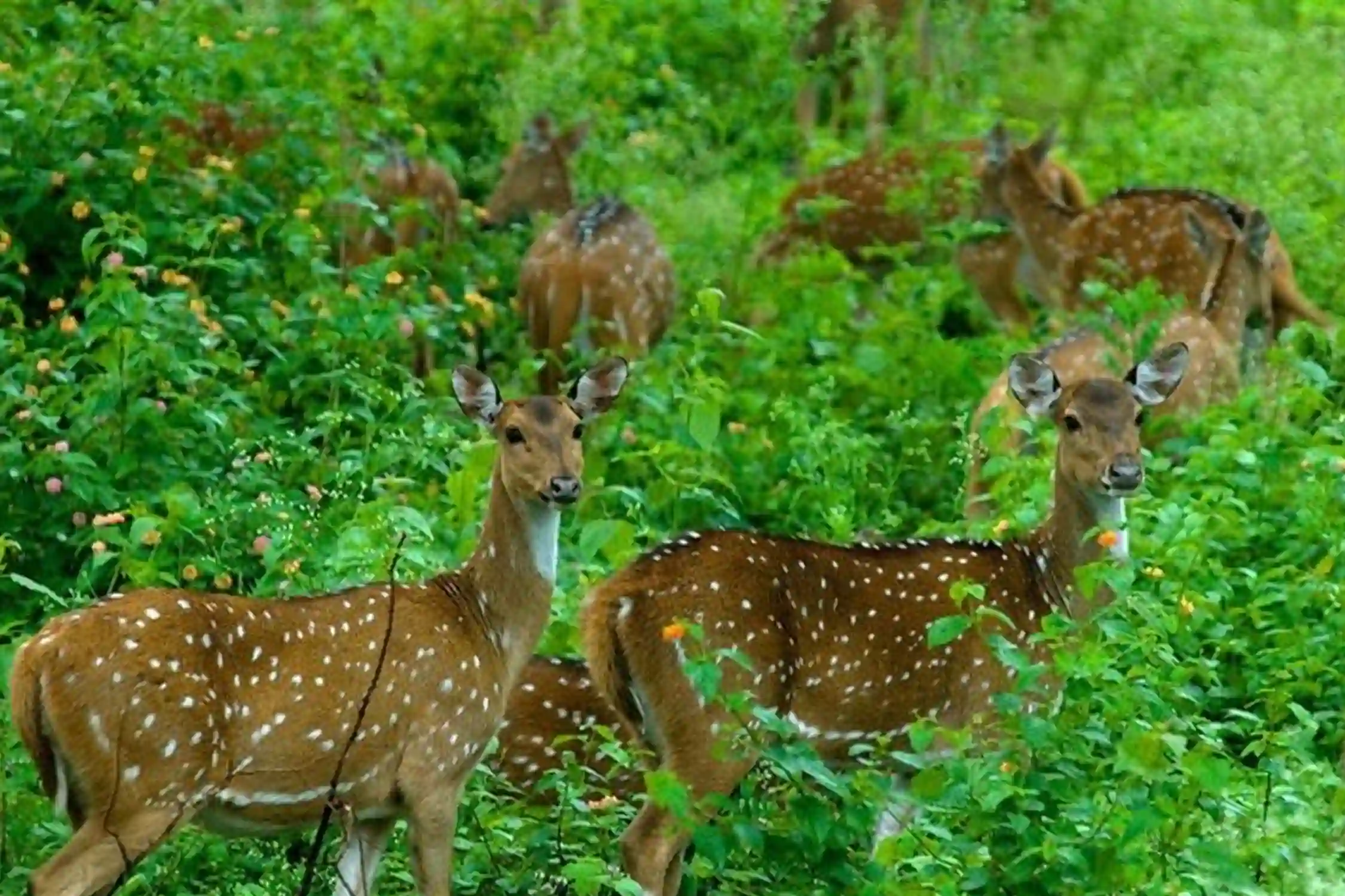 Satkosia Wildlife Tour Packages
