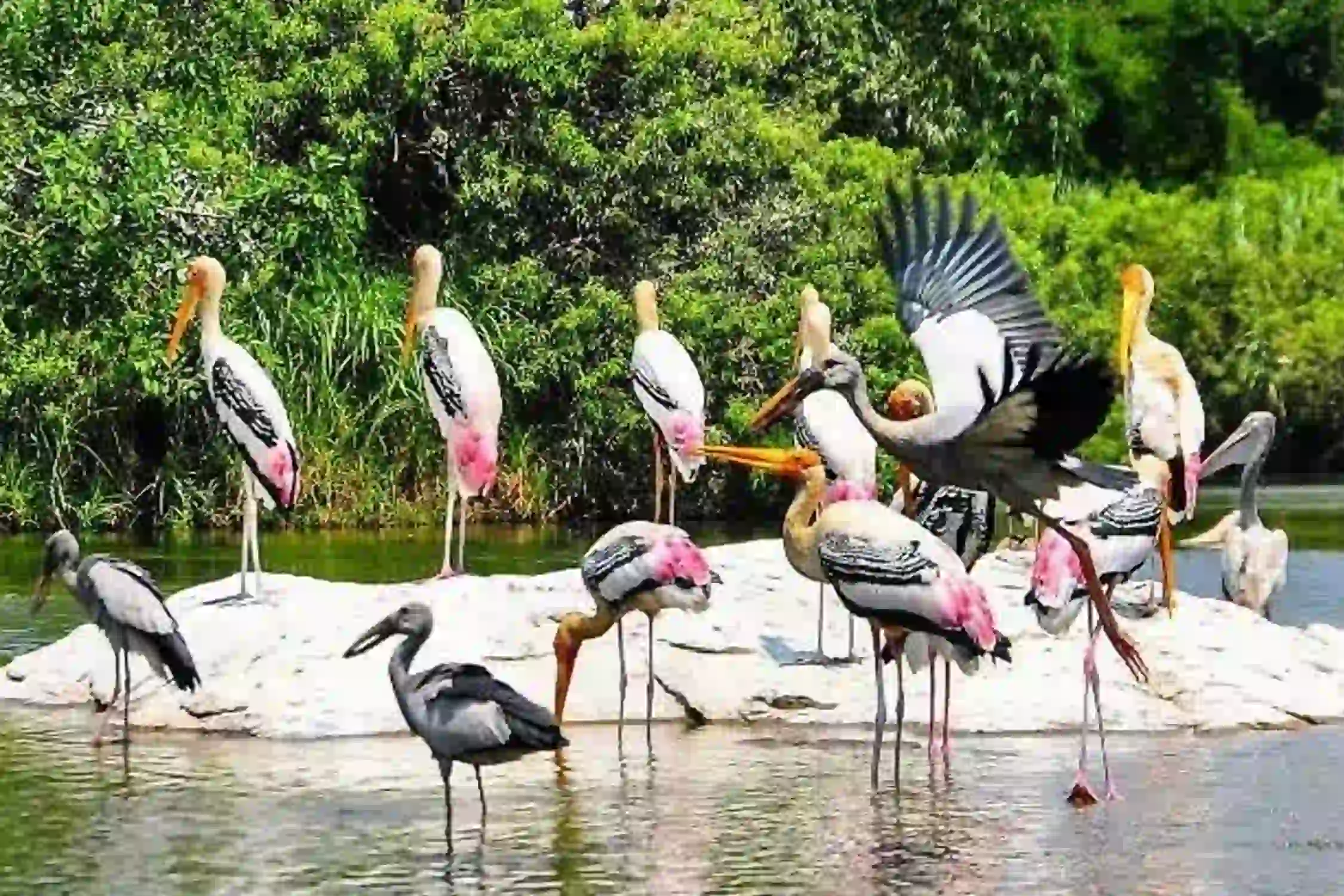 Satkosia Wildlife Tour Packages