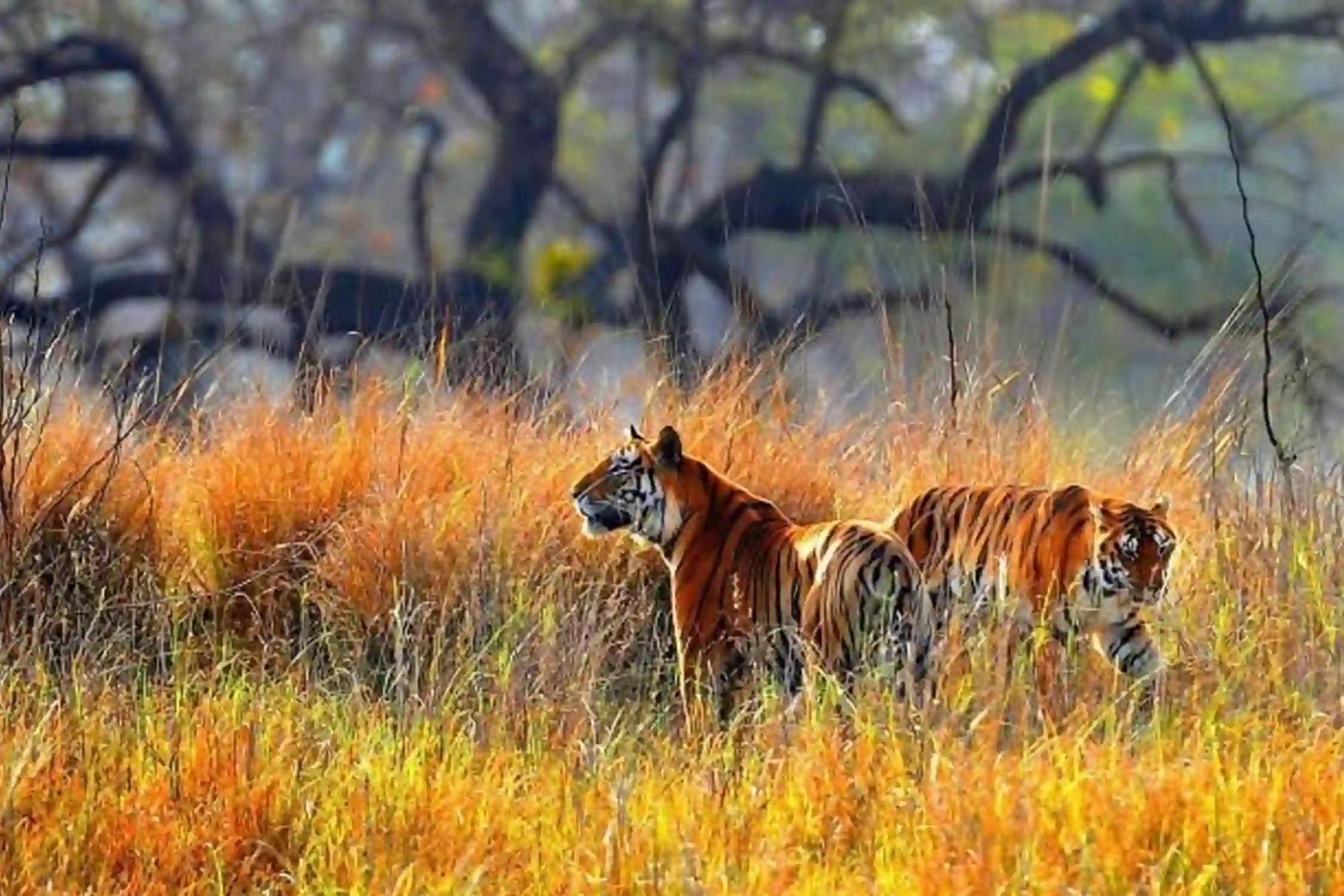 Simlipal National Park Tour Packages