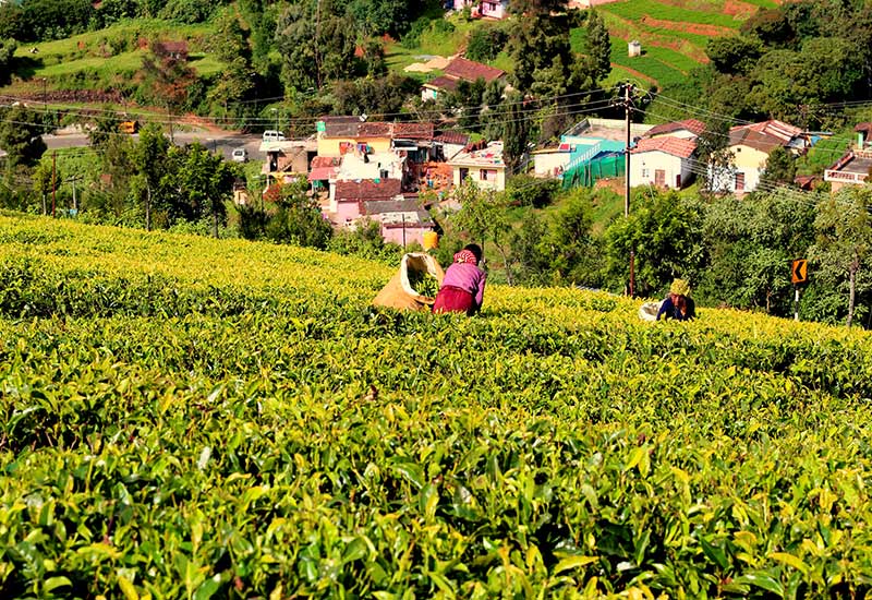 Ooty Kodaikanal Tour Package from Chennai
