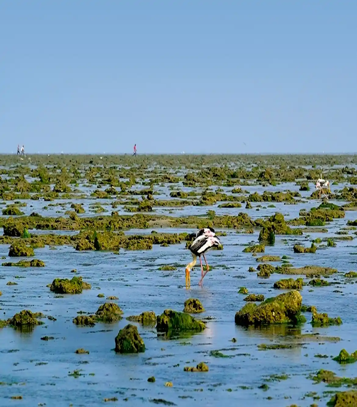 One Day Rajkot to Pirotan Island Trip