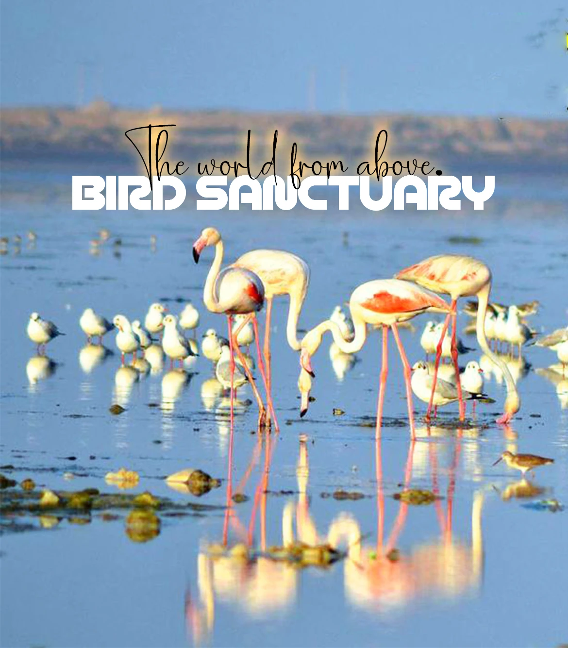 One Day Rajkot to Khijadia Bird Sanctuary Trip