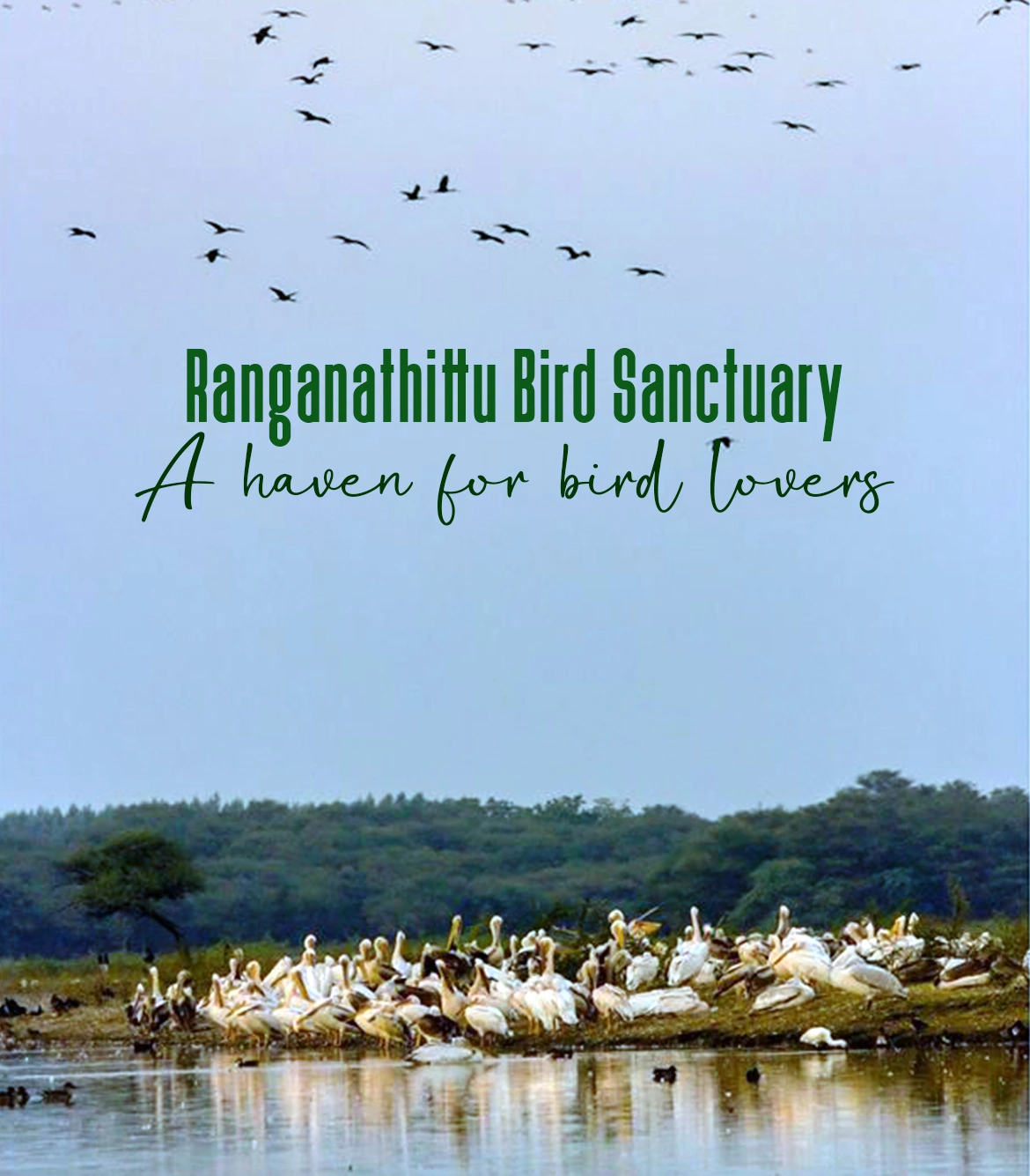 One Day Chikmagalur to Ranganathittu Bird Sanctuary Trip