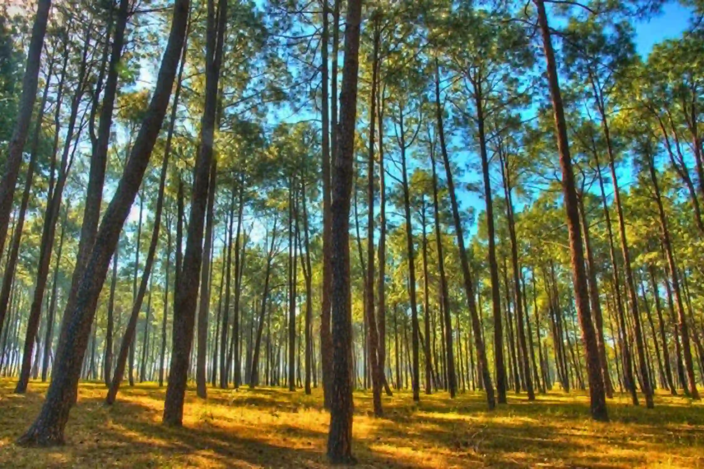 Patratu Lake Ranchi Water Sports