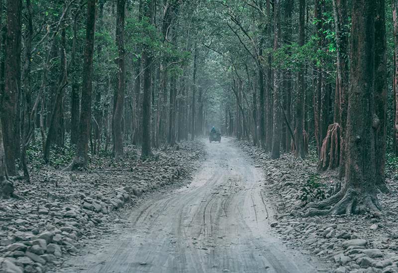 Jim Corbett National Park Tour: Know Your Forests