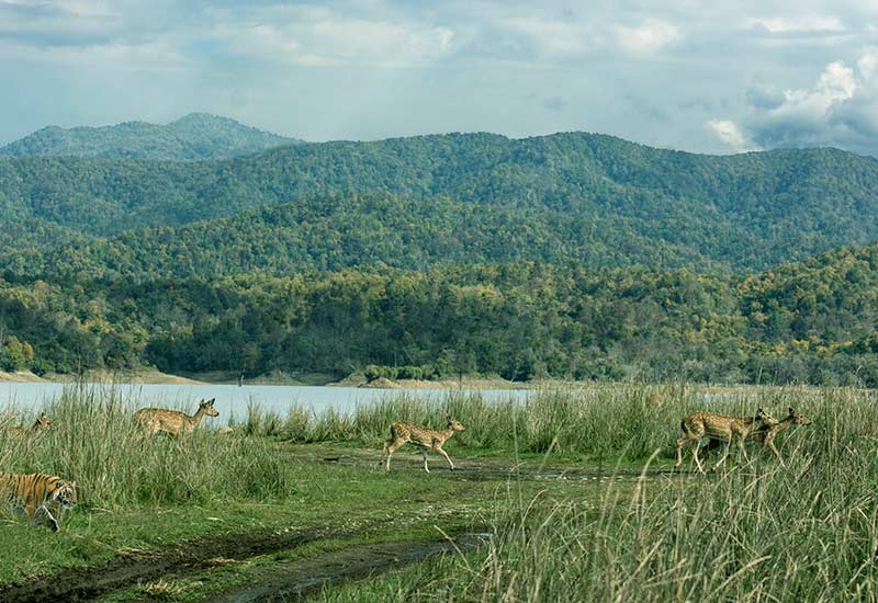 Jim Corbett National Park Tour: Know Your Forests