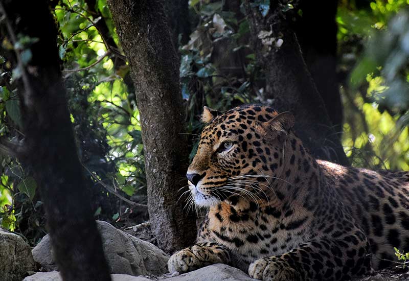 Offbeat Tour Of Corbett's Silent Valley