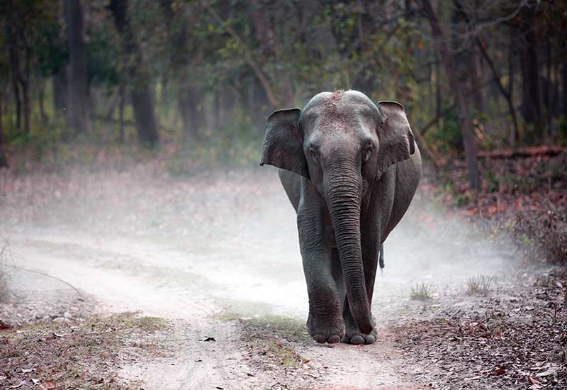 Offbeat Tour Of Corbett's Silent Valley