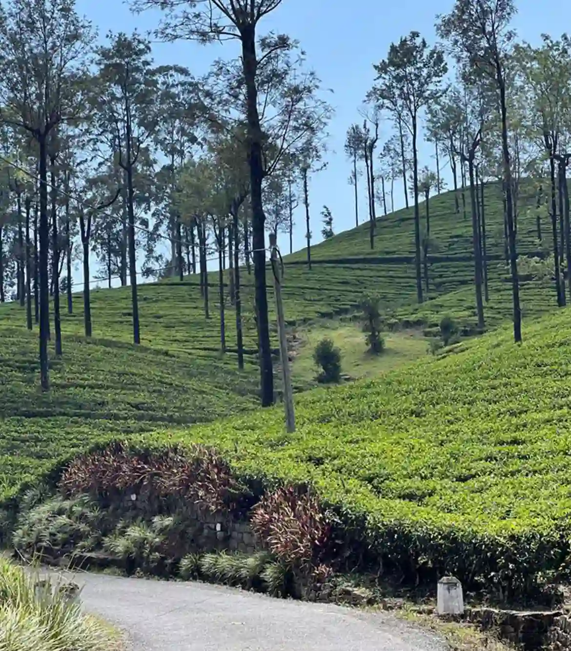 One Day Kochi to Vagamon Trip