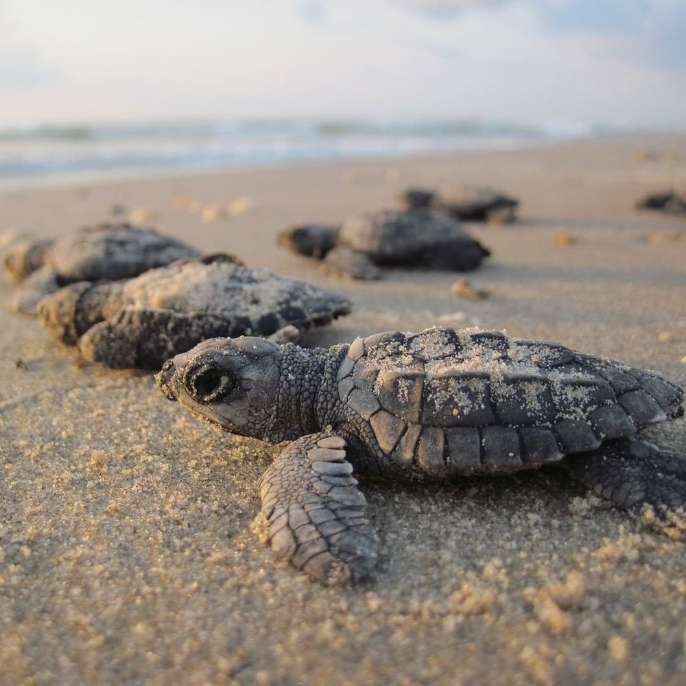 3 Days Velas Turtle Festival Trip from Mumbai with Homestay