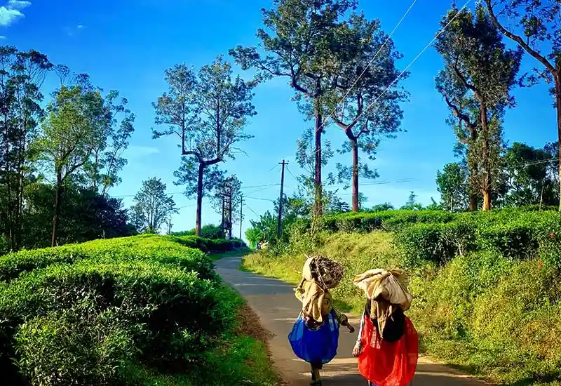 Wayanad Tour Package For Couples