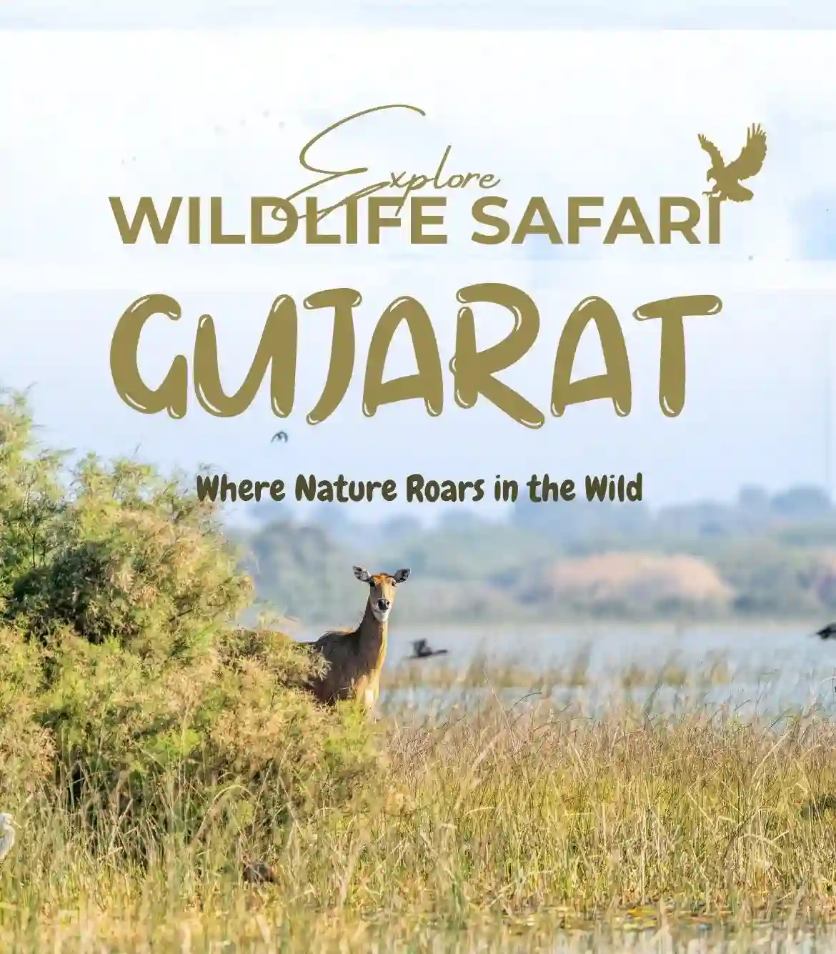Gujarat wildlife safari