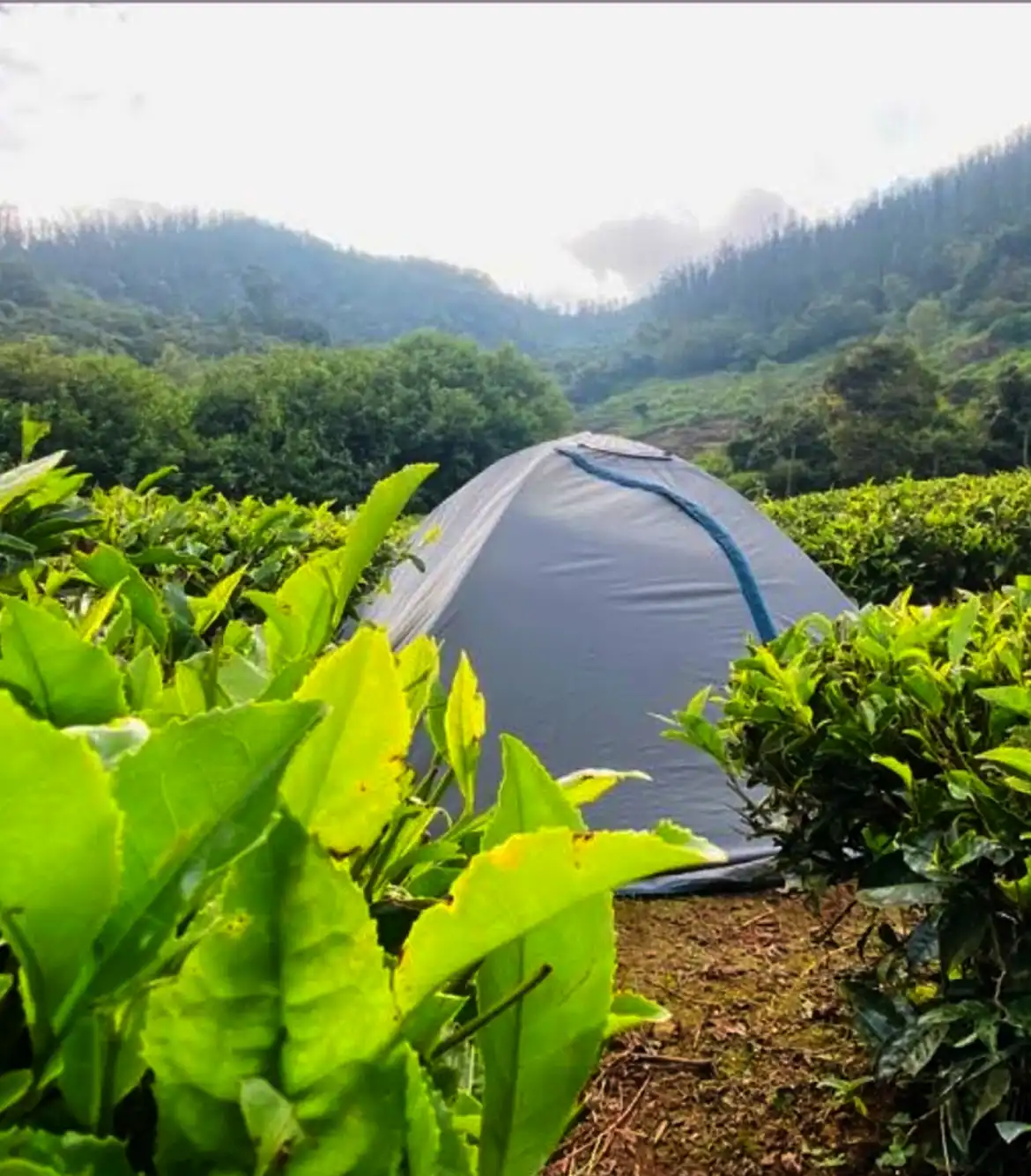 Wild and Free Camping Ooty