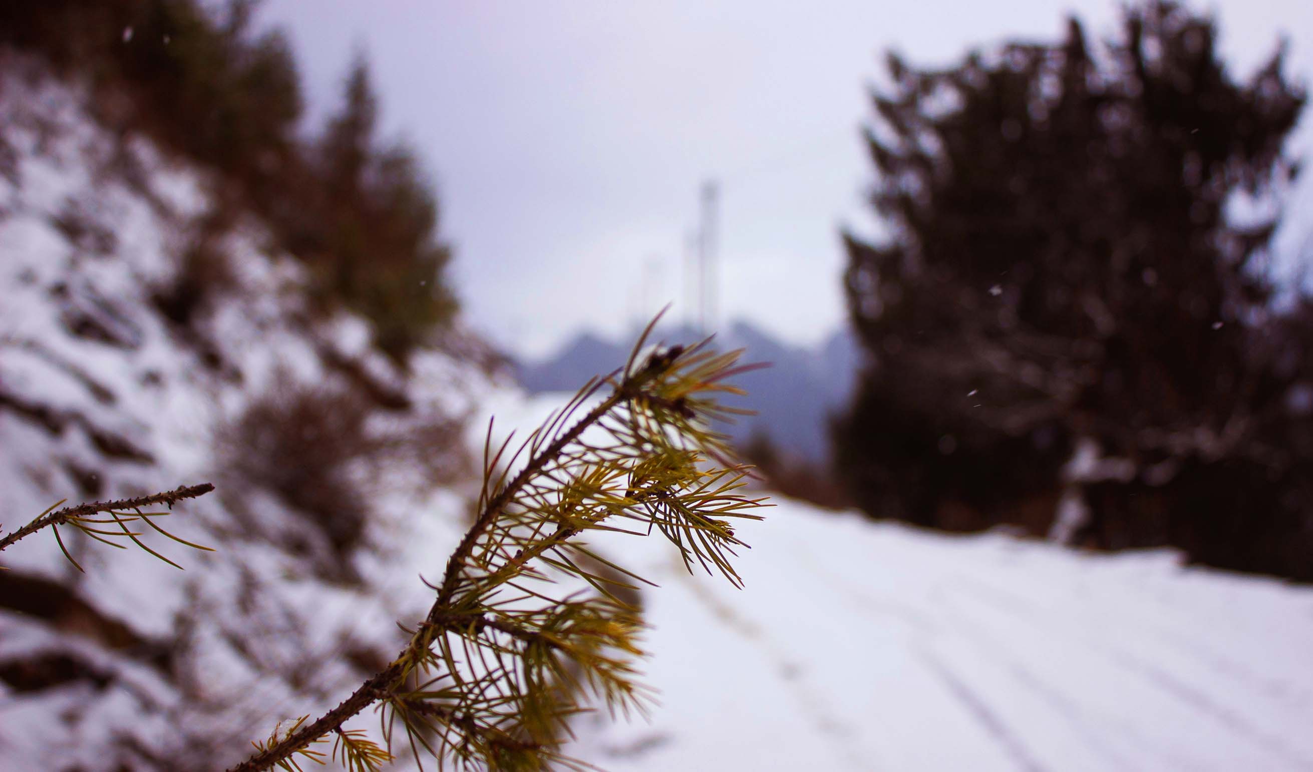 Trekking the Jalori Pass