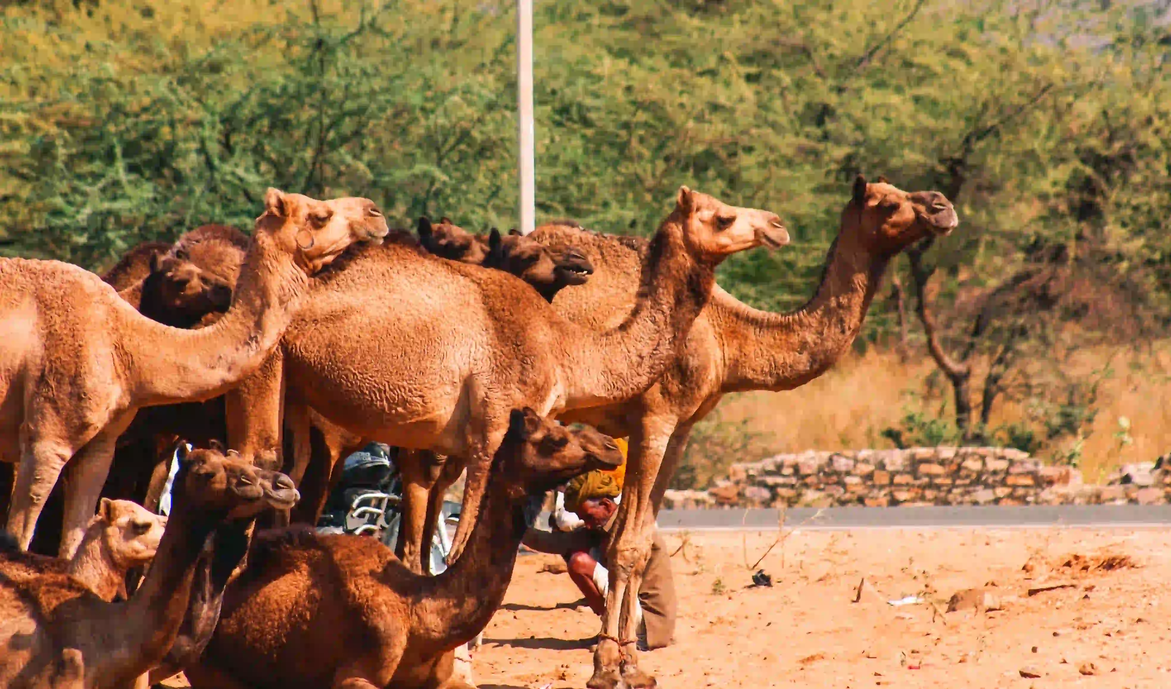 Camel Ride in Pushkar, Rajasthan