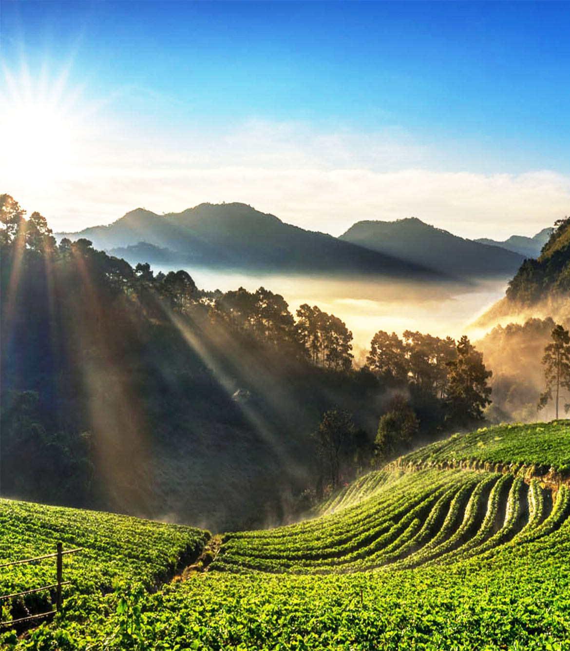 Camping at Suryanelli Munnar