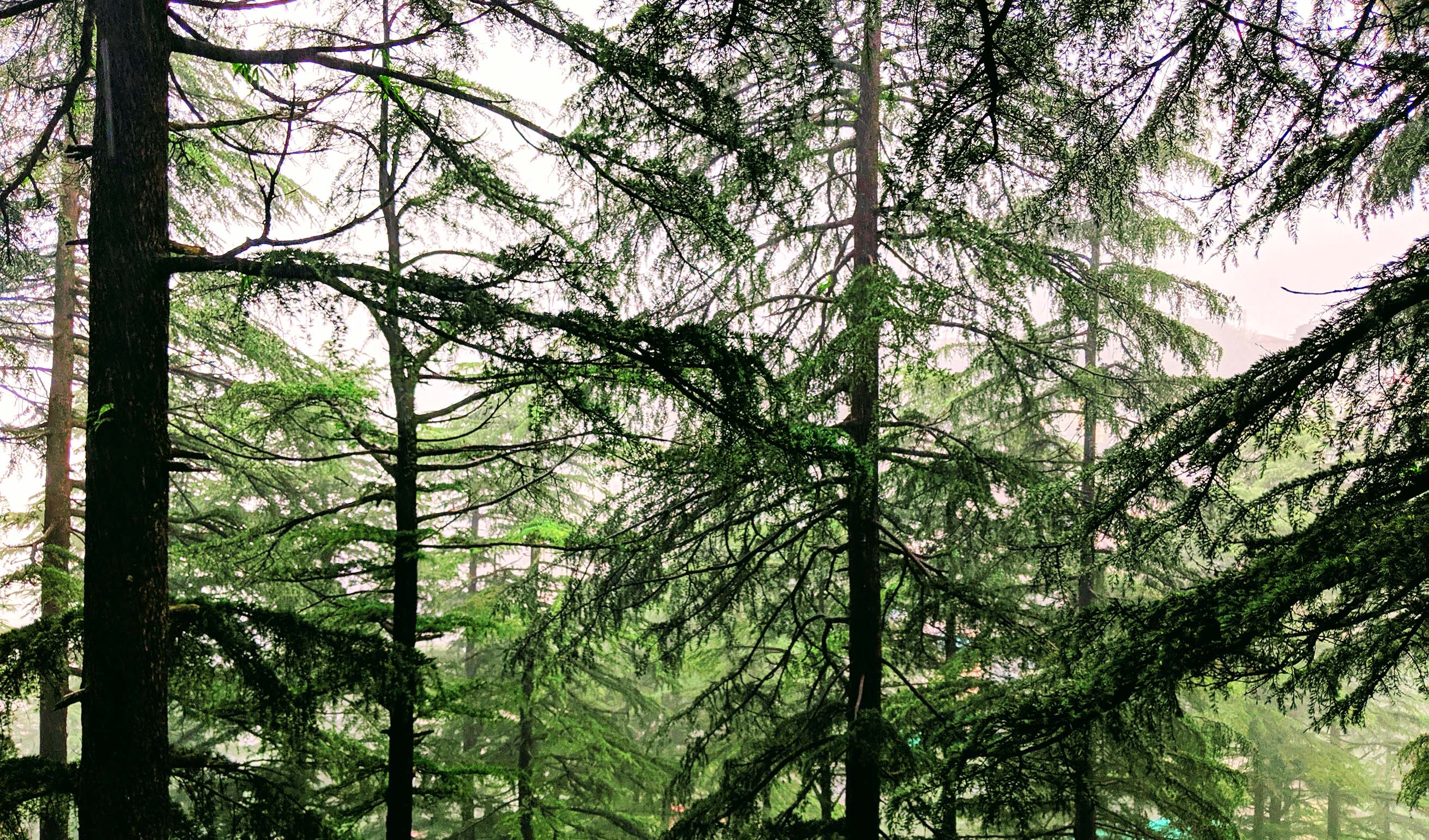 Dark Forest Trek In Dharamshala