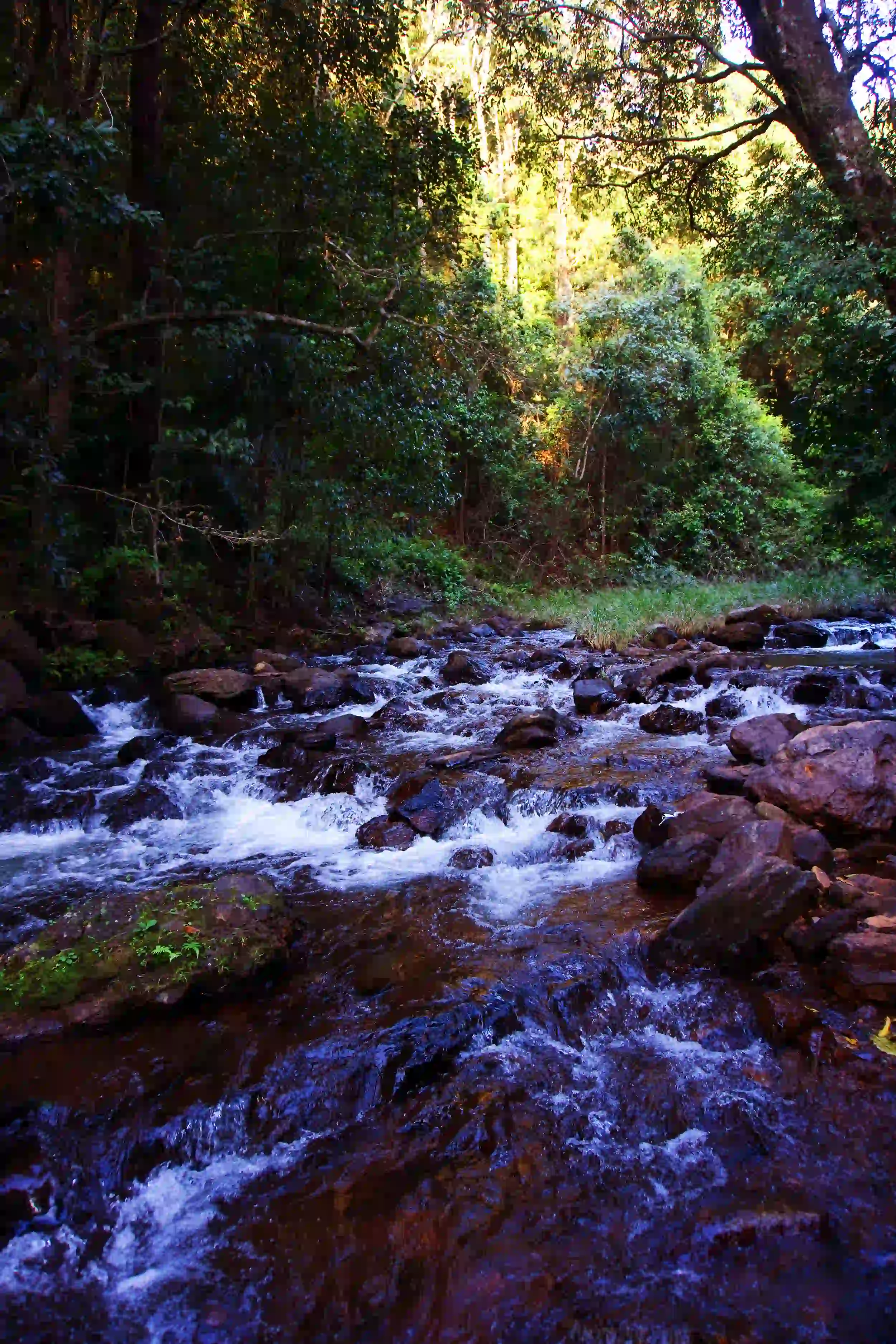 Rafting Rowing in Danikanahalli, Chikmagalur