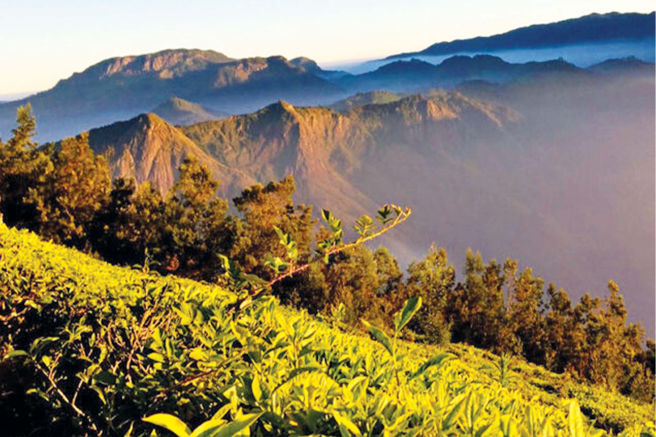 Camping at Suryanelli Munnar