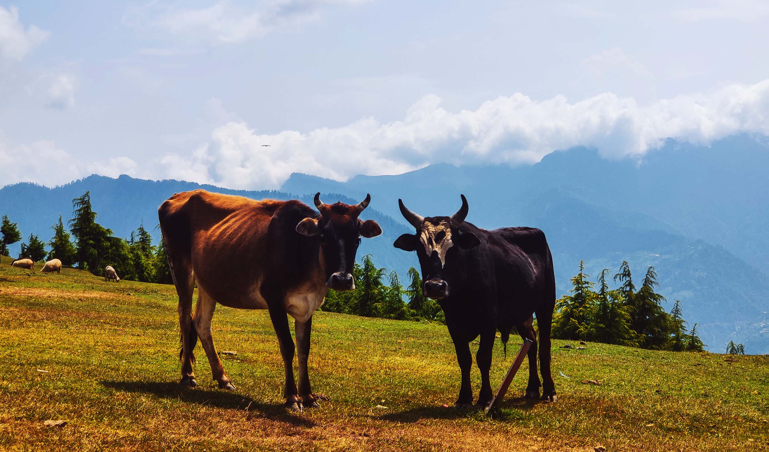 Bijli Mahadev Trek, Kullu