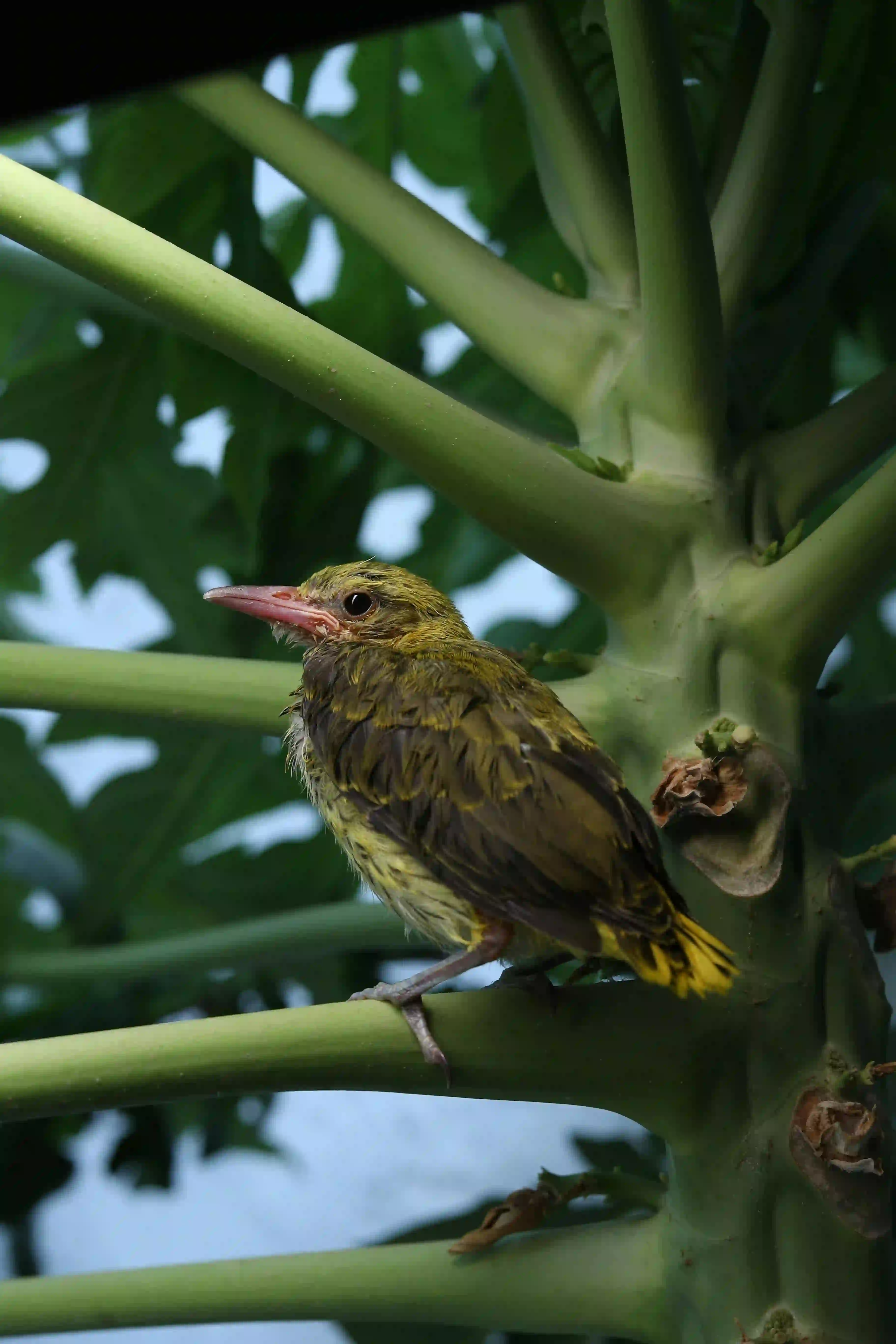 Chhattisgarh Trip with Chitrakoot Falls