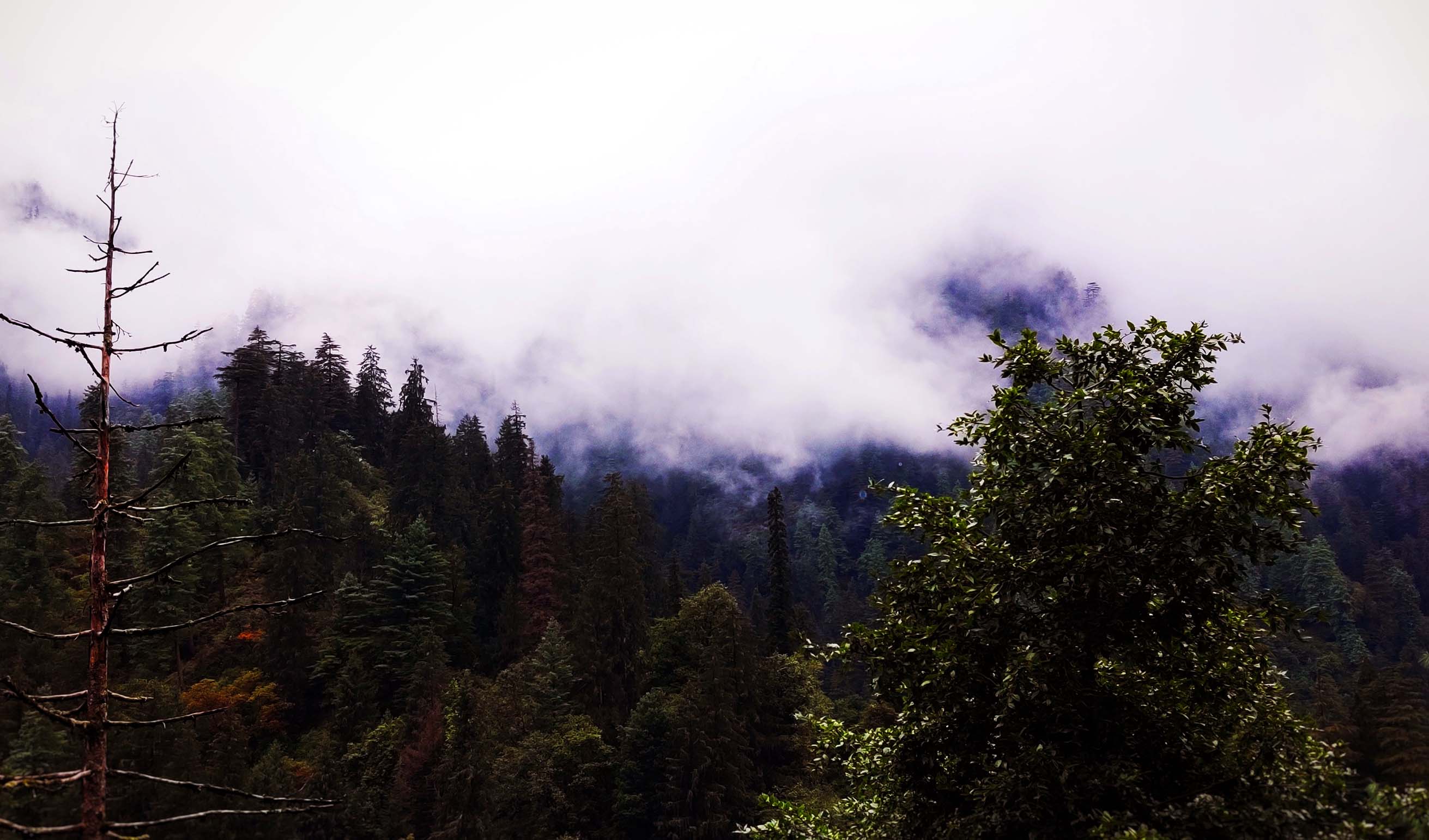 Trekking the Jalori Pass