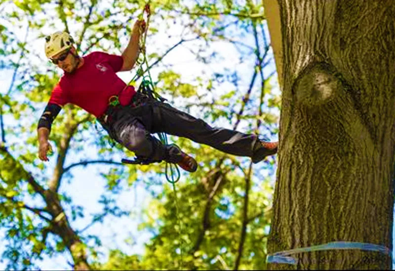 Tree Climbing in Pondicherry